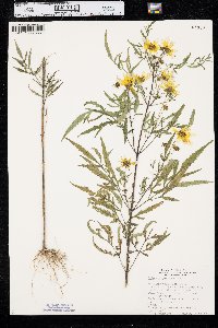 Bidens polylepis image