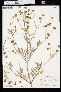 Bidens polylepis image