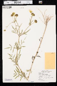 Bidens polylepis image