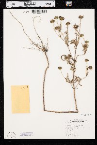 Bidens polylepis image