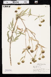 Bidens polylepis image