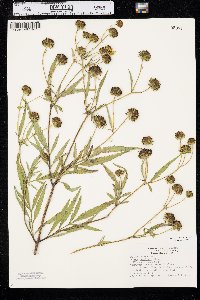 Bidens polylepis image