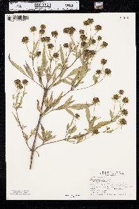 Bidens polylepis image