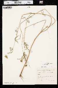 Bidens polylepis image