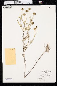 Bidens polylepis image