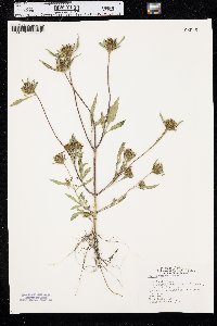 Bidens vulgata image