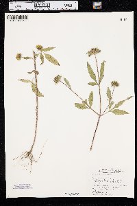 Bidens vulgata image