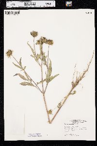 Bidens vulgata image