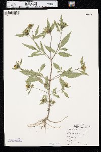 Bidens vulgata image