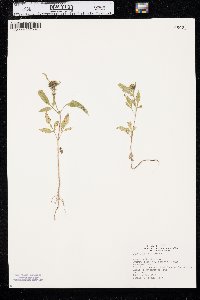 Bidens vulgata image