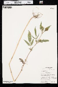 Bidens vulgata image