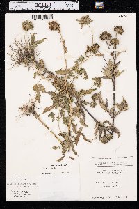 Bidens vulgata image