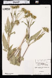 Bidens vulgata image