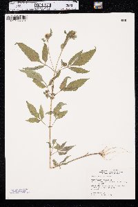 Bidens vulgata image