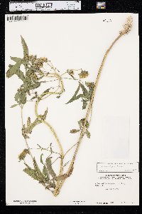 Bidens vulgata image