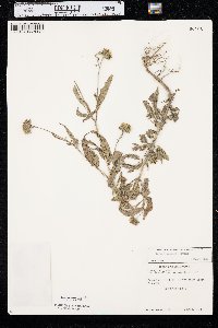 Bidens vulgata image