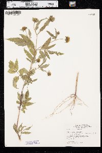 Bidens vulgata image