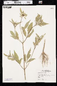 Bidens vulgata image