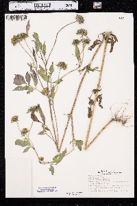 Bidens vulgata image