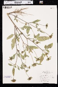 Bidens vulgata image