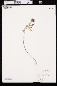 Bidens vulgata image