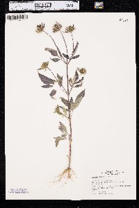 Bidens vulgata image