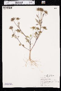 Bidens vulgata image