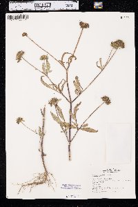 Bidens vulgata image