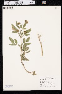 Bidens vulgata image