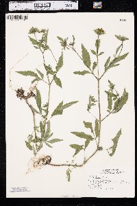 Bidens vulgata image