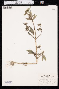 Bidens vulgata image