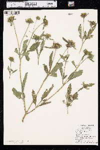 Bidens vulgata image