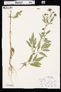 Bidens vulgata image