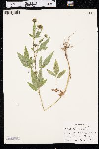 Bidens vulgata image