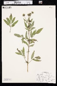 Bidens vulgata image