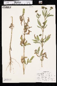 Bidens vulgata image