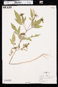 Bidens vulgata image