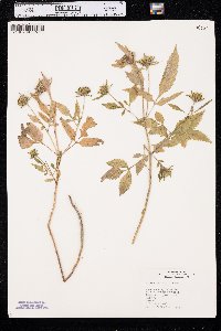 Bidens vulgata image