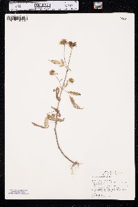 Bidens vulgata image