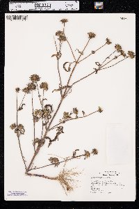 Bidens vulgata image