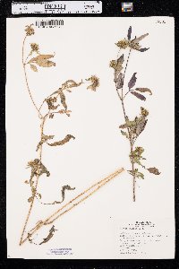 Bidens vulgata image