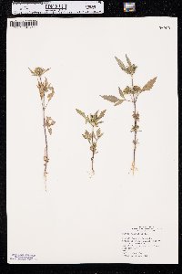 Bidens vulgata image