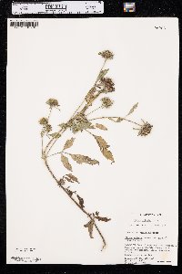 Bidens vulgata image