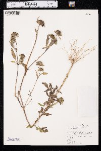 Bidens vulgata image