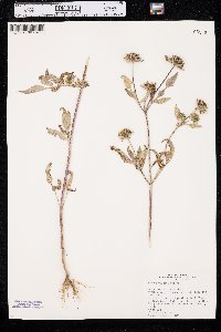 Bidens vulgata image