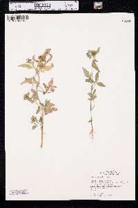 Bidens vulgata image