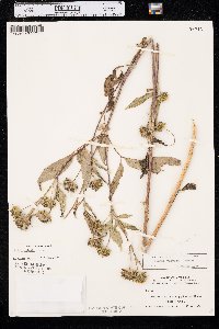 Bidens vulgata image