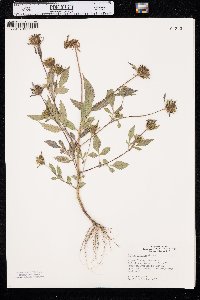 Bidens vulgata image