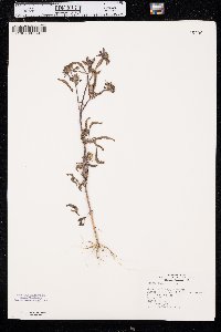 Bidens vulgata image