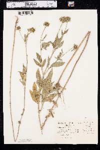 Bidens vulgata image